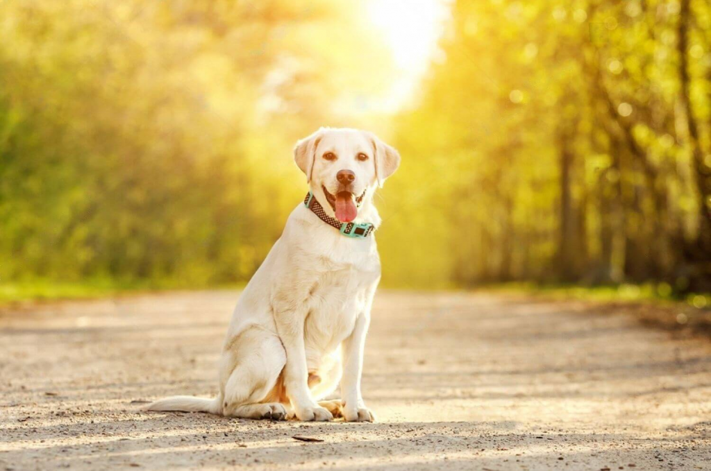 Most Common Dog Breeds Prone to Seizures CanadaPetCare