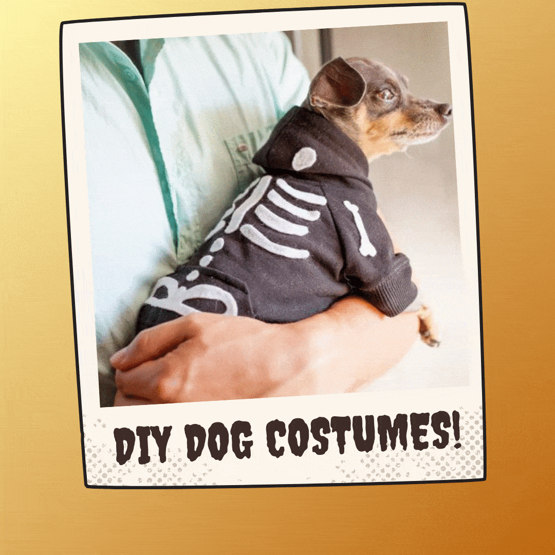 10 MINUTES OF FUNNY DOGS animated gif