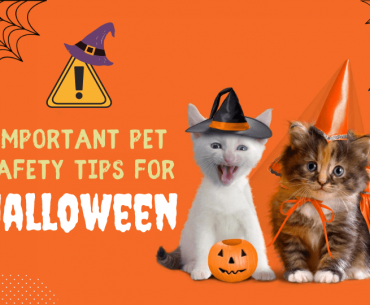 Important Pet Safety Tips for Halloween