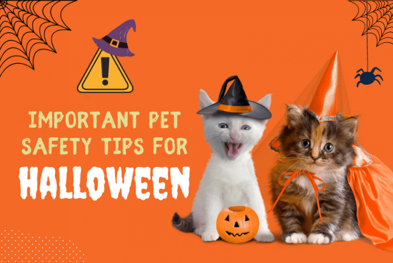 Important Pet Safety Tips for Halloween