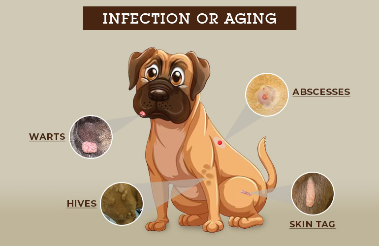 Dog Skin Lumps & Bumps Types