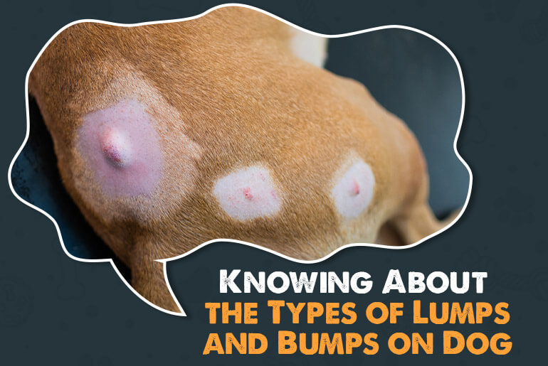 Knowing About The Types Of Lumps And Bumps On Dog