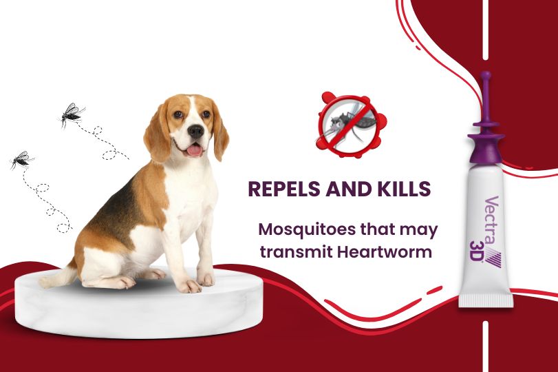 Repel Mosquitoes on Your Dog