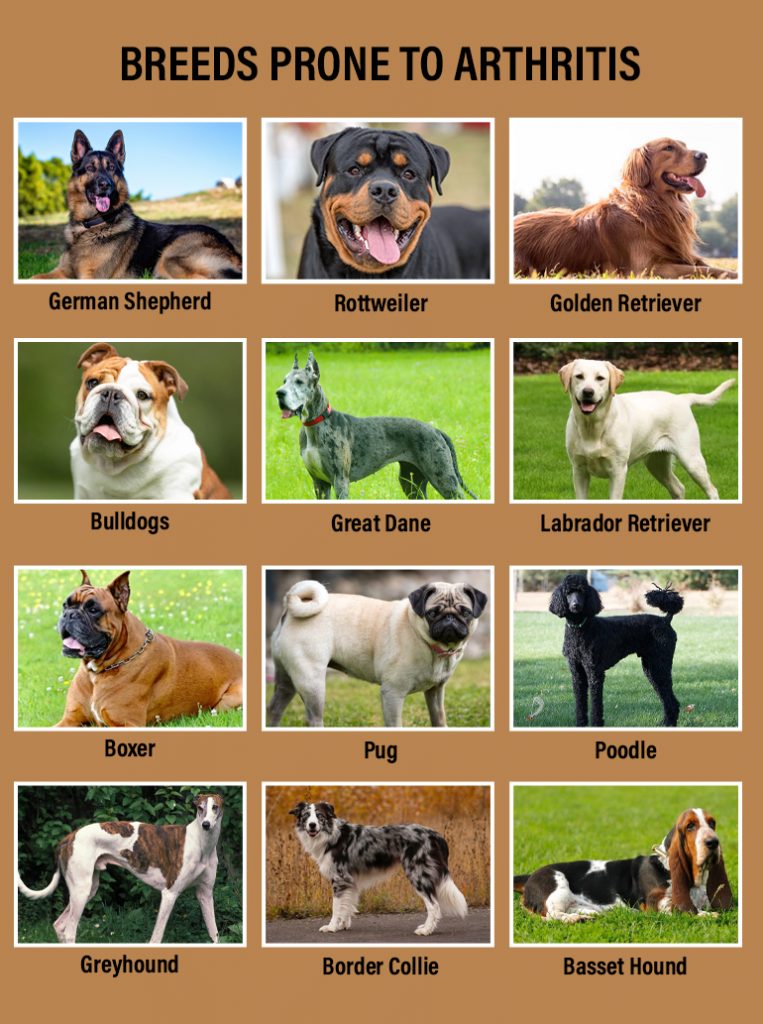 Arthritis in Dogs A Guide for Pet Parents CanadaPetCare Blog