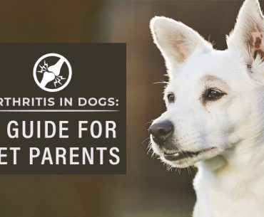Arthritis in Dogs: Signs, Symptoms & Treatment