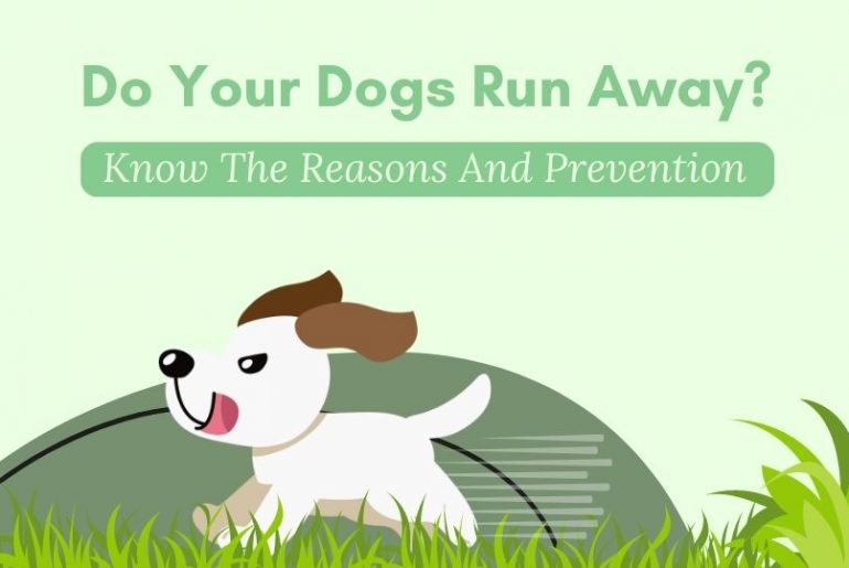Why Do Your Dogs Run Away?