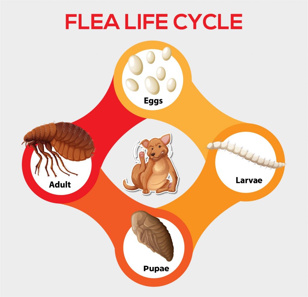 Say Goodbye to Fleas Forever with These Simple Tips CanadaPetCare