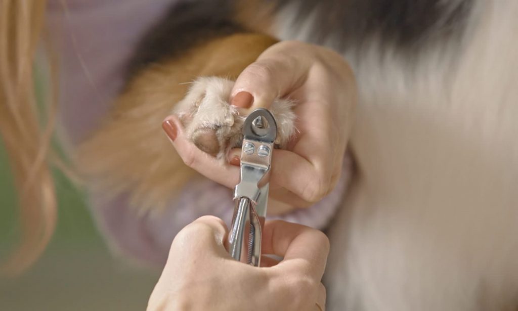 Everything You Need To Know About Cutting Your Dog’s Nails