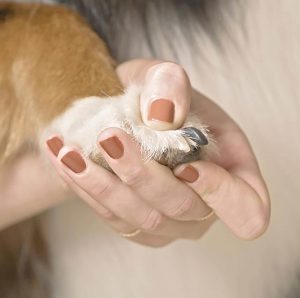 Everything You Need To Know About Cutting Your Dog’s Nails