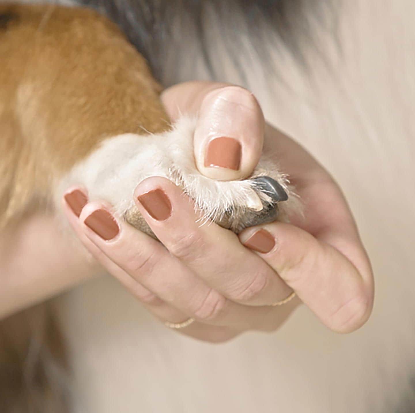 how-to-cut-dog-nails-push
