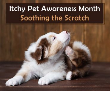 Itch Relief For Dogs Guide