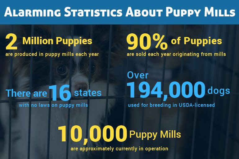 Puppy Mill Facts and Statistics