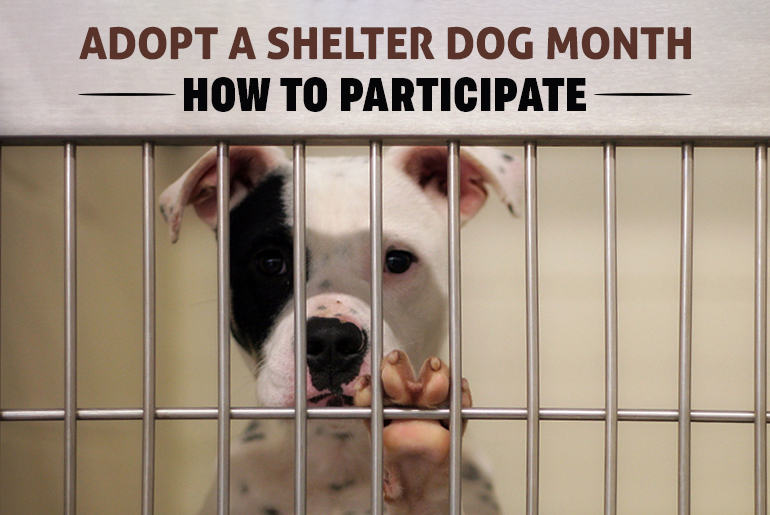 Ways to Celebrate Adopt a Shelter Dog Month