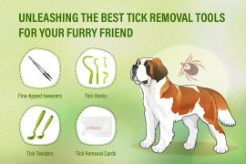 Tick Removal Tools and How to Use Them