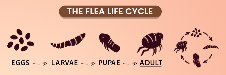 Flea Life Cycle