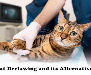 What is Declawing in Cats?