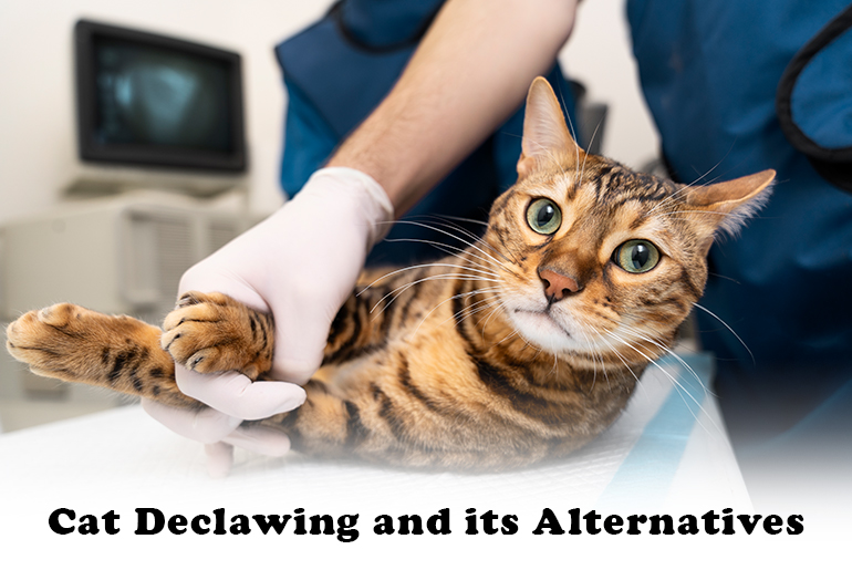 The Dangers of Cat Declawing & It's Safer Alternatives