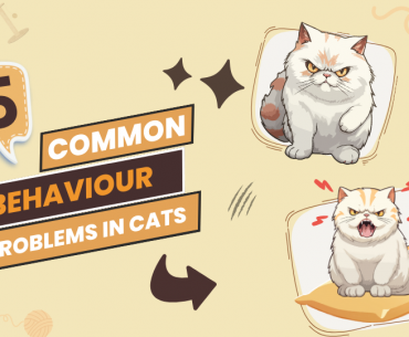 Behavior Problems in Cats Reason & Solution