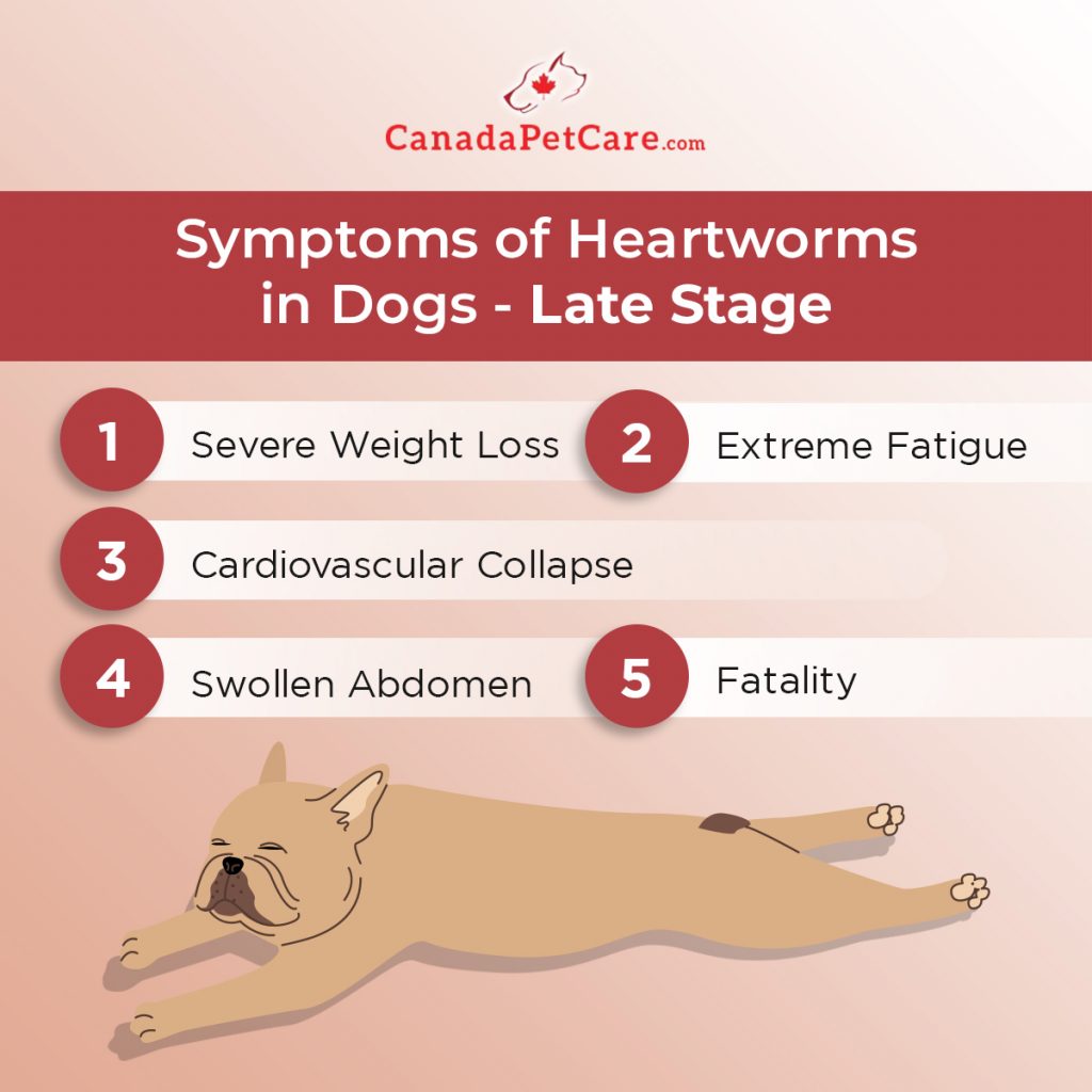 Picture of Heartworms in Dogs: Signs and Symptoms at Each Stage