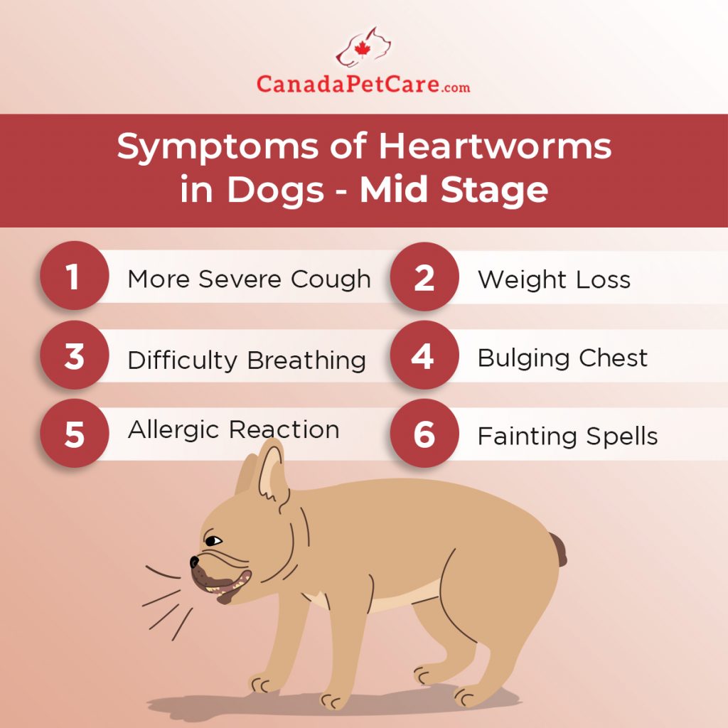 Heartworms in Dogs Signs and Symptoms at Each Stage