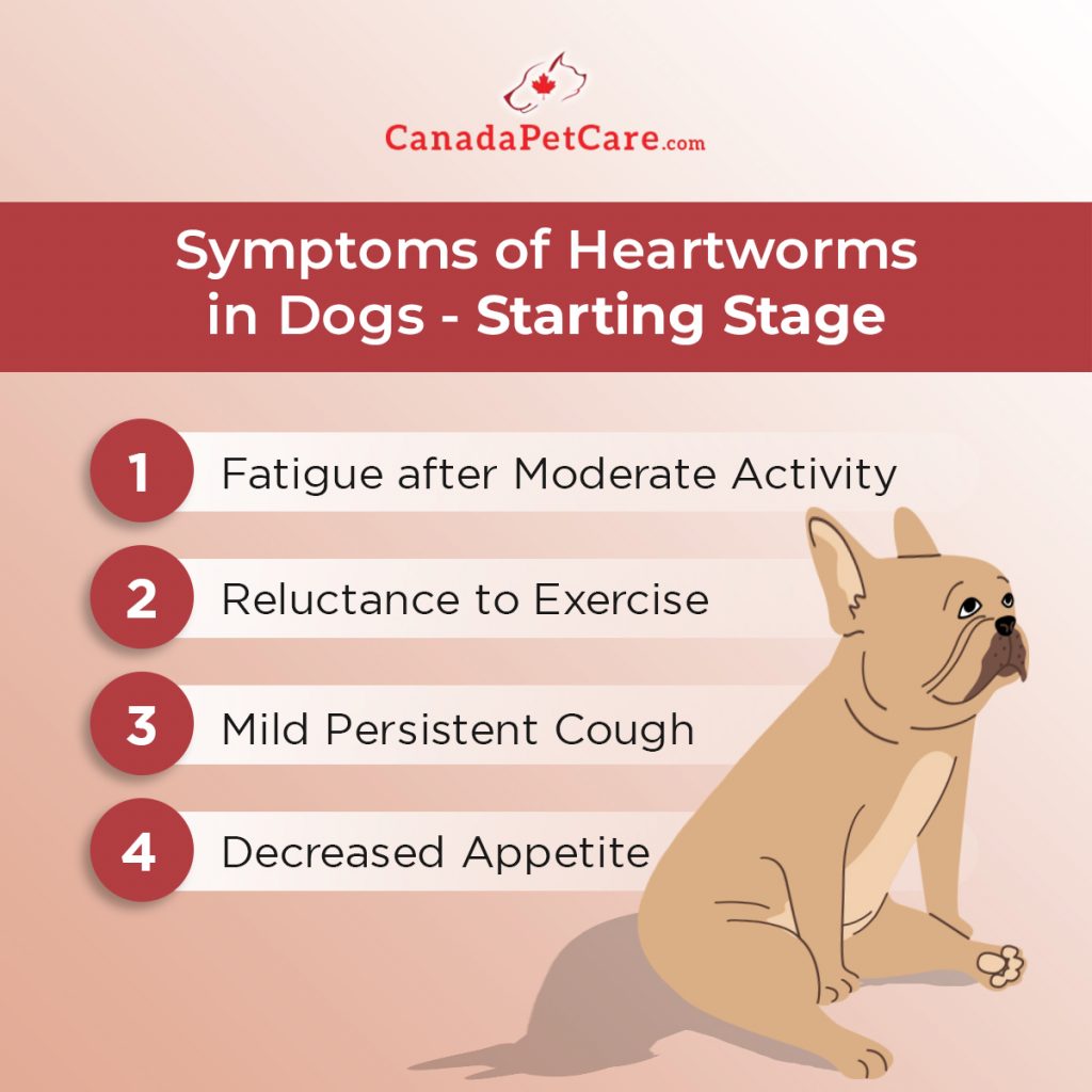 View of Heartworms in Dogs: Signs and Symptoms at Each Stage