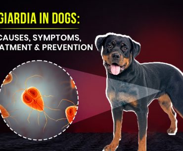 Giardia in Dogs - Complete Guide