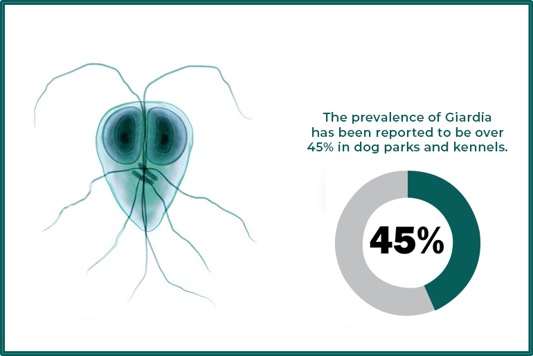 Giardia in Dogs Causes, Symptoms, Treatment, and Prevention