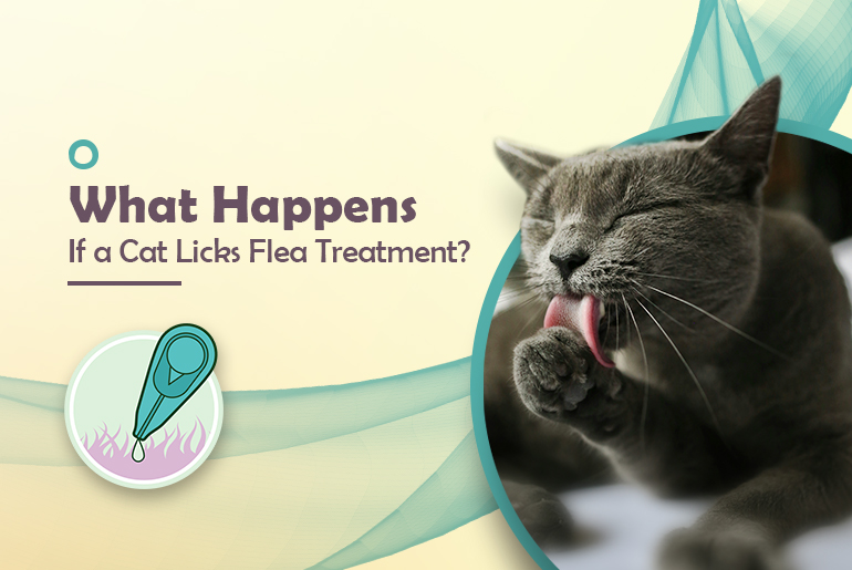 What Happens if a Cat Ingests Flea Treatment?