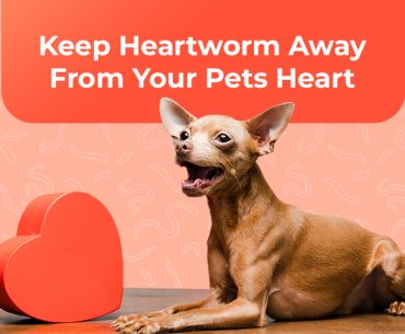 Facts About Heartworm in Dogs & Cats