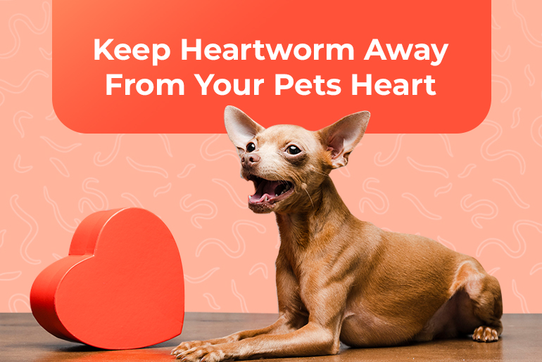 Facts About Heartworm in Dogs & Cats