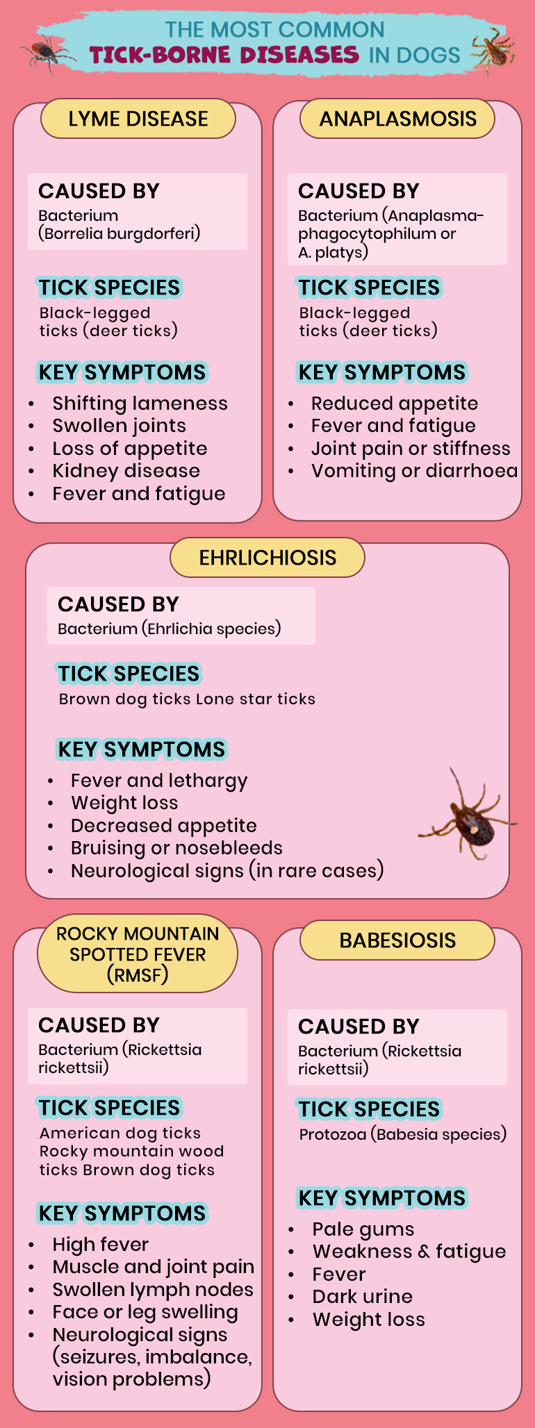 Lyme Disease vs. Other Tick-Borne Diseases in Dogs