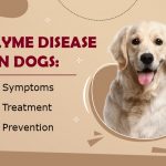 What is Lyme disease & How it is transmitted to Dogs?
