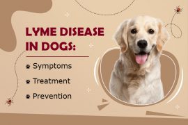 What is Lyme disease & How it is transmitted to Dogs?