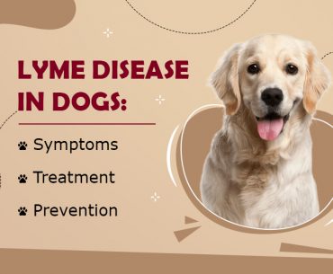 What is Lyme disease & How it is transmitted to Dogs?