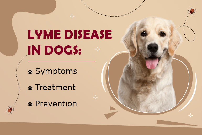 What is Lyme disease & How it is transmitted to Dogs?