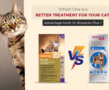 Advantage Multi vs. Bravecto for Cats Comparison