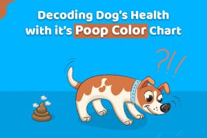 Decoding Dog’s Health with Dog Poop Color Chart - CanadaPetCare Blog