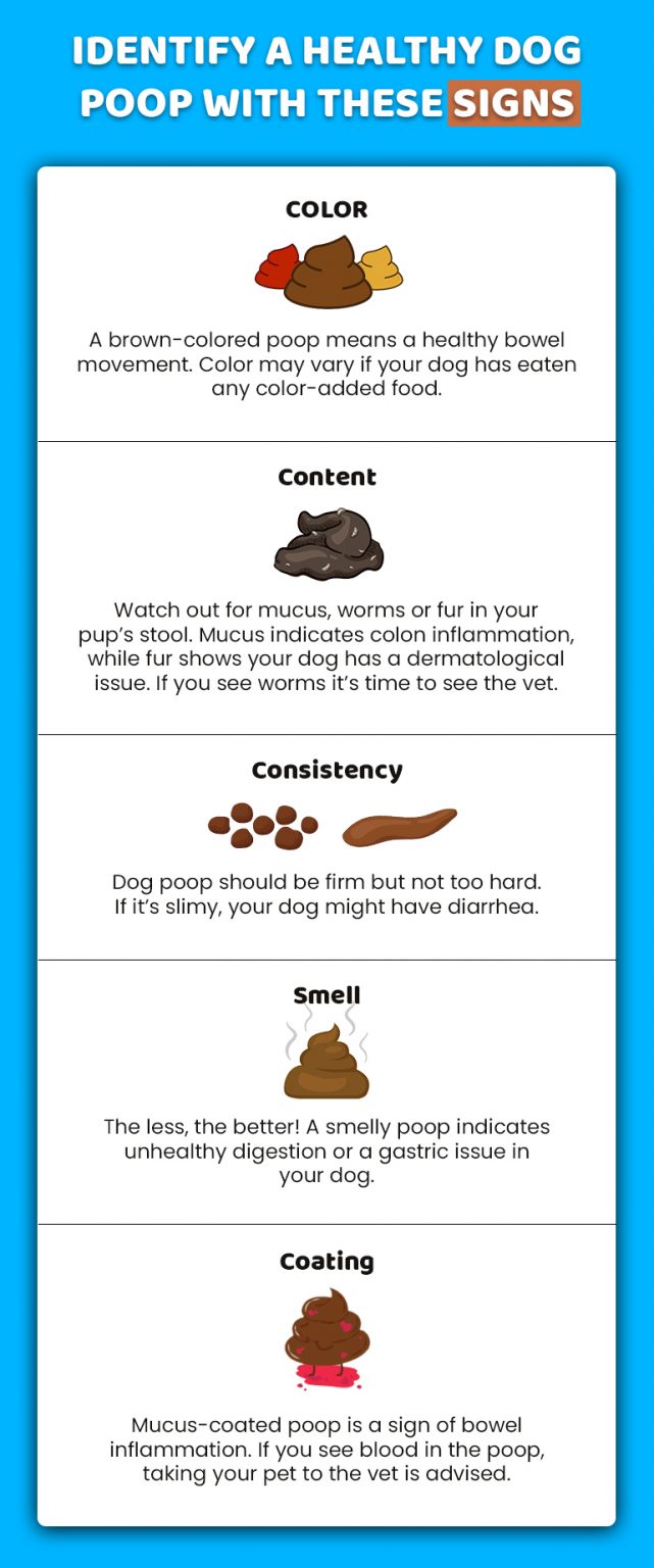 Decoding Dog’s Health with Dog Poop Color Chart - CanadaPetCare Blog