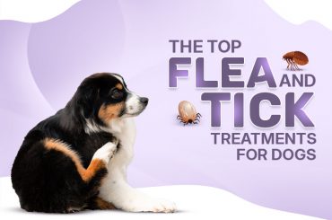 Flea And Tick Treatments For Dogs