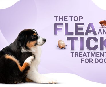 Flea And Tick Treatments For Dogs