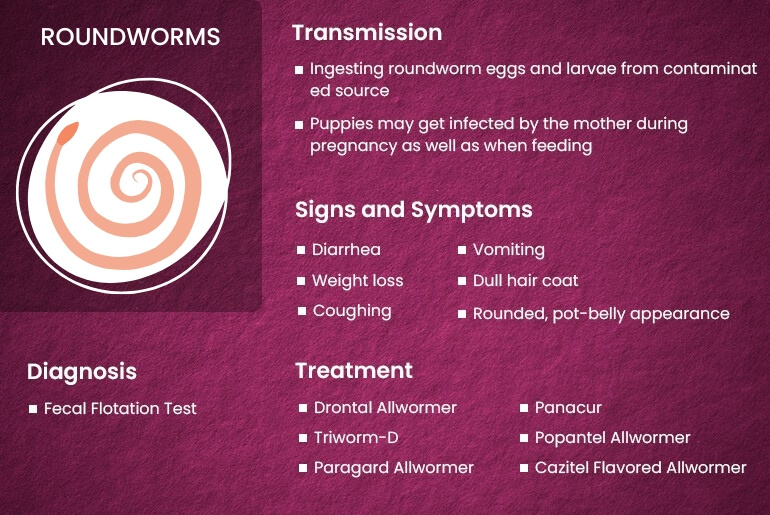 Roundworms in Dogs