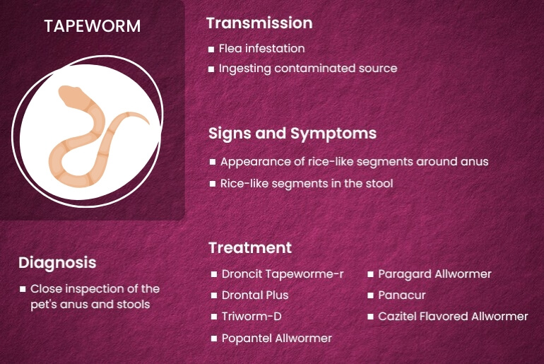 Tapeworms in Dogs