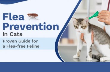 Flea Prevention in Cats Guide