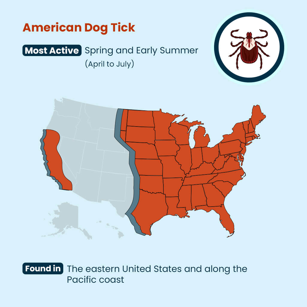 American Dog Tick Guide: U.S. Locations & Seasons