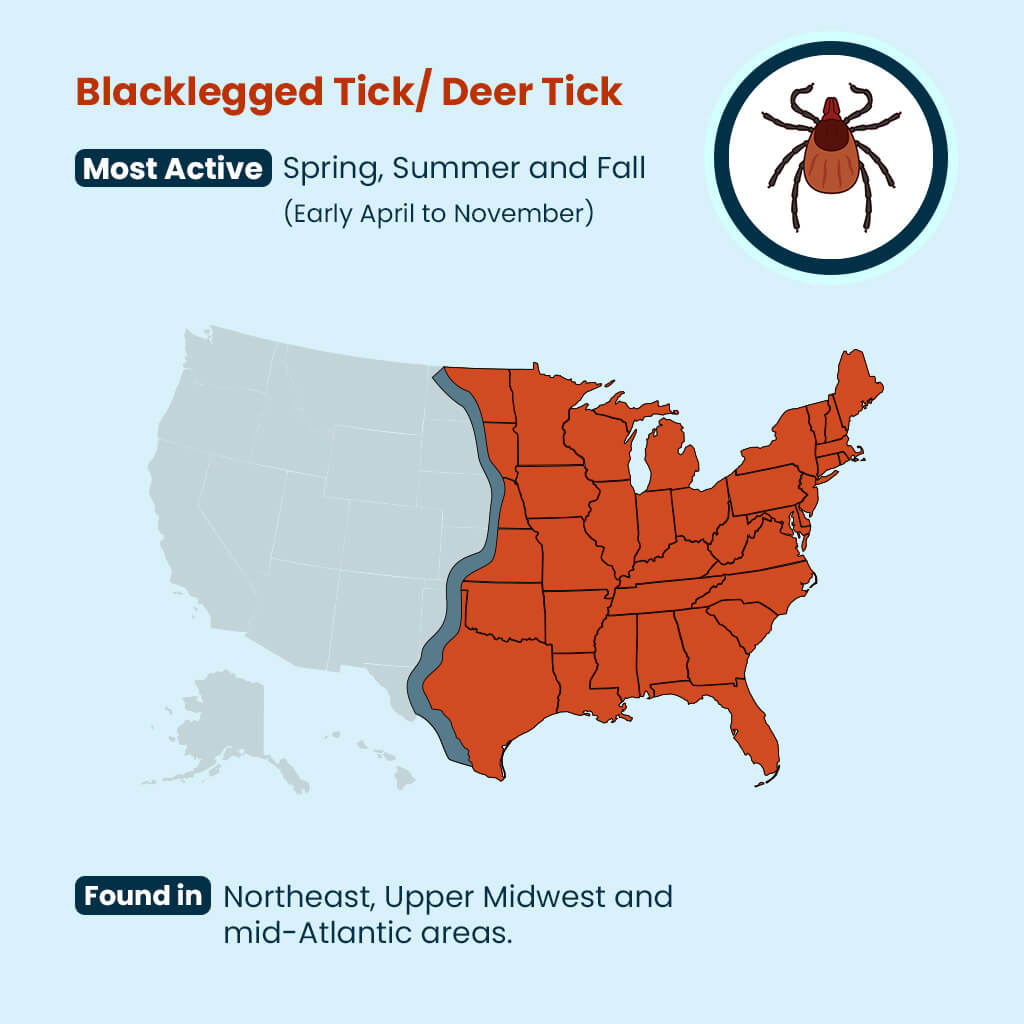 Deer Tick Guide: U.S. Locations & Seasons