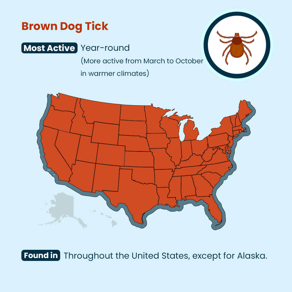 Brown Dog Tick Guide: U.S. Locations & Seasons