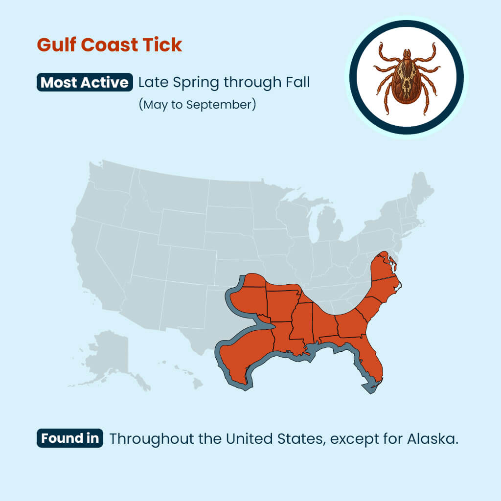 Gulf Coast Tick Guide: U.S. Locations & Seasons