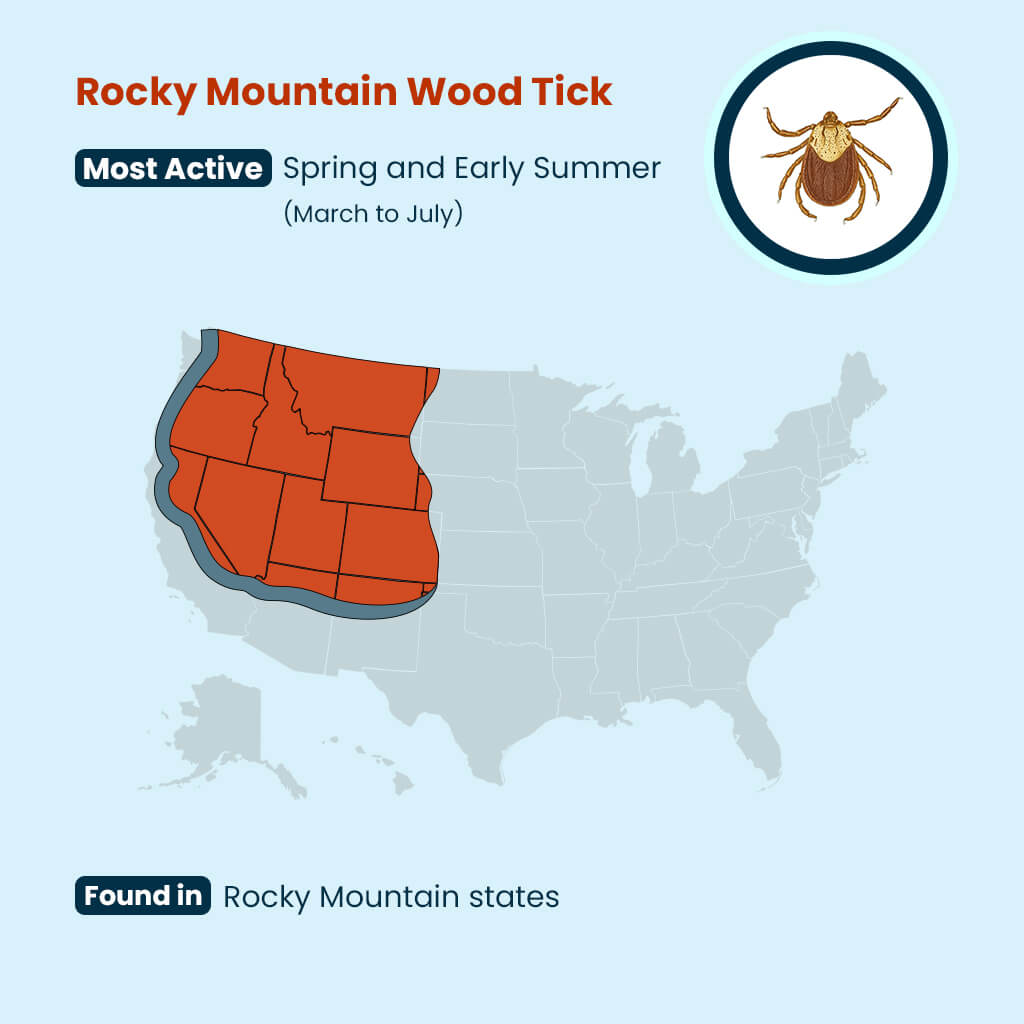 Rocky Mountain Wood Tick Guide: U.S. Locations & Seasons