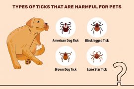 Complete Guide to Ticks Found on Dogs and Cats