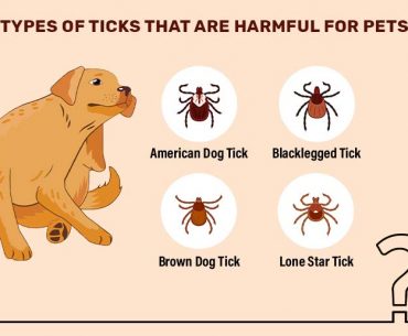 Complete Guide to Ticks Found on Dogs and Cats